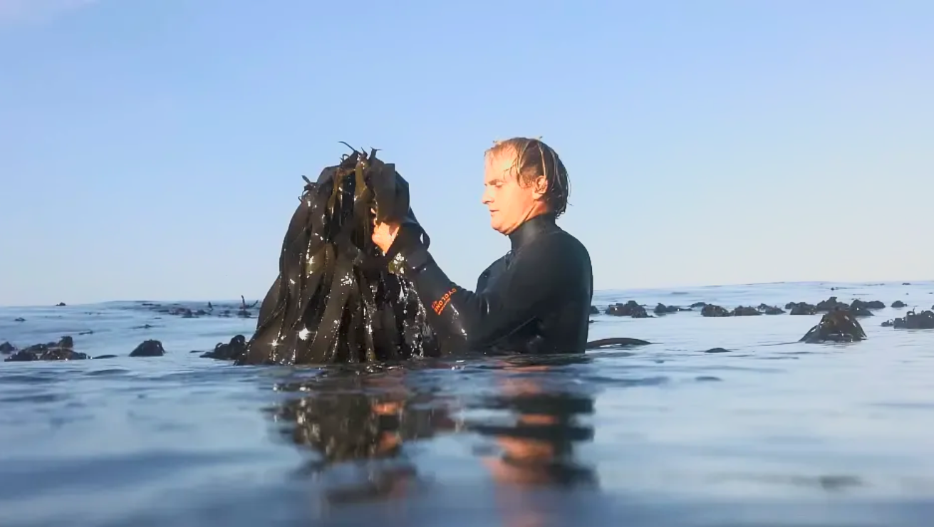 Conociendo las algas del Cantábrico